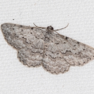 Didymoctenia exsuperata at Melba, ACT - 5 Feb 2021