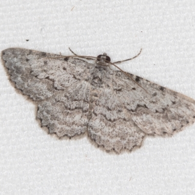 Didymoctenia exsuperata (Thick-lined Bark Moth) at Melba, ACT - 4 Feb 2021 by Bron