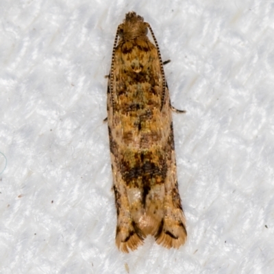 Isochorista ranulana (A Tortricid moth) at Melba, ACT - 4 Feb 2021 by Bron