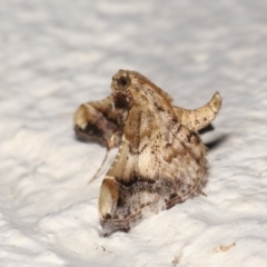 Scenedra decoratalis at Melba, ACT - 1 Feb 2021