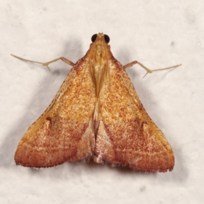 Endotricha pyrosalis (A Pyralid moth (Endotrichinae) at Melba, ACT - 1 Feb 2021 by kasiaaus