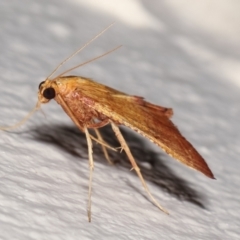 Endotricha pyrosalis at Melba, ACT - 1 Feb 2021 01:07 AM