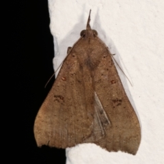 Rhapsa suscitatalis (Wedged Rhapsa) at Melba, ACT - 1 Feb 2021 by kasiaaus