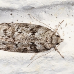 Philobota philostaura (A Concealer moth (Philobota group)) at Melba, ACT - 1 Feb 2021 by kasiaaus