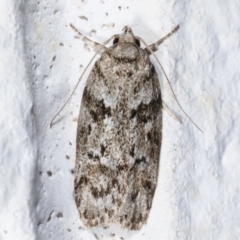 Philobota philostaura at Melba, ACT - 1 Feb 2021