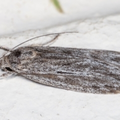 Leistarcha undescribed species at Melba, ACT - 1 Feb 2021