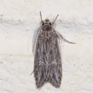 Leistarcha undescribed species at Melba, ACT - 1 Feb 2021 11:25 PM