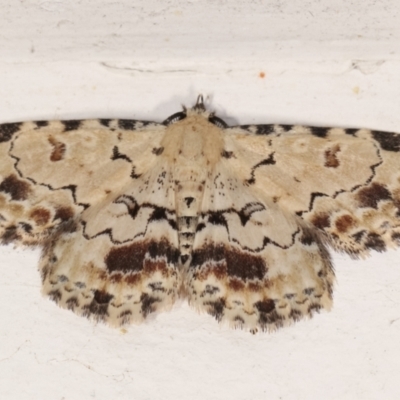 Sandava scitisignata (A noctuid moth) at Melba, ACT - 1 Feb 2021 by kasiaaus