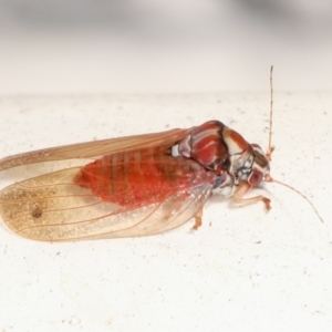 Lasiopsylla sp. (genus) at Melba, ACT - 2 Feb 2021