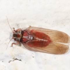 Lasiopsylla sp. (genus) at Melba, ACT - 2 Feb 2021