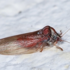 Lasiopsylla sp. (genus) at Melba, ACT - 2 Feb 2021