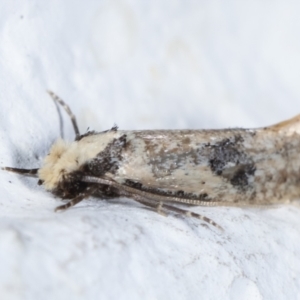 Monopis argillacea at Melba, ACT - 1 Feb 2021