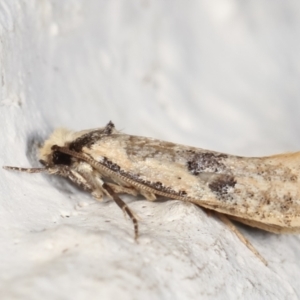 Monopis argillacea at Melba, ACT - 1 Feb 2021 11:41 PM