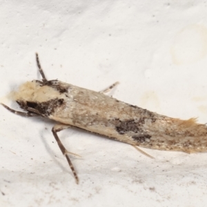 Monopis argillacea at Melba, ACT - 1 Feb 2021