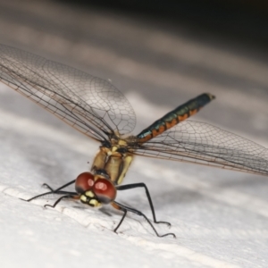 Hemicordulia tau at Melba, ACT - 1 Feb 2021 11:58 PM