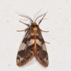 Anestia (genus) at Melba, ACT - 2 Feb 2021 01:06 AM