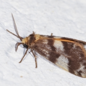 Anestia (genus) at Melba, ACT - 2 Feb 2021 01:06 AM