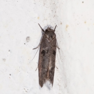 Oenochroa and Artiastis (genera) at Melba, ACT - 2 Feb 2021 01:07 AM