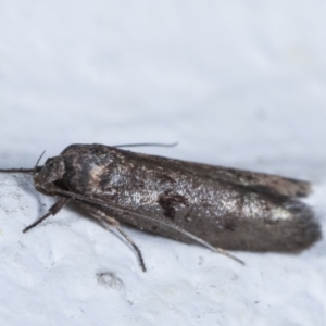 Oenochroa and Artiastis (genera) at Melba, ACT - 2 Feb 2021 01:07 AM