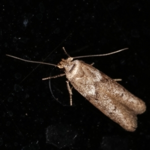 Blastobasis (genus) at Melba, ACT - 2 Feb 2021