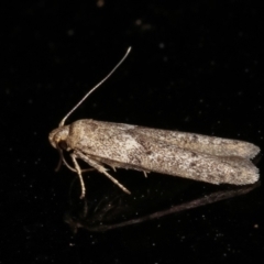 Blastobasis (genus) at Melba, ACT - 2 Feb 2021