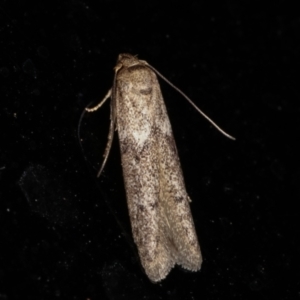 Blastobasis (genus) at Melba, ACT - 2 Feb 2021