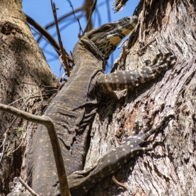 Varanus varius (Lace Monitor) at Penrose - 7 Feb 2021 by Aussiegall