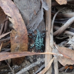 Chrysolopus spectabilis (Botany Bay Weevil) at Lower Cotter Catchment - 7 Feb 2021 by GirtsO