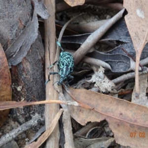 Chrysolopus spectabilis at Cotter River, ACT - 7 Feb 2021