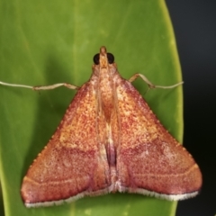 Endotricha pyrosalis (A Pyralid moth) at Melba, ACT - 2 Feb 2021 by kasiaaus