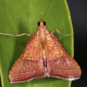 Endotricha pyrosalis at Melba, ACT - 2 Feb 2021