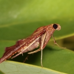 Endotricha pyrosalis at Melba, ACT - 2 Feb 2021