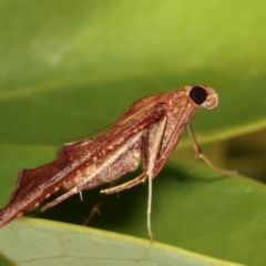Endotricha pyrosalis at Melba, ACT - 2 Feb 2021 11:36 PM