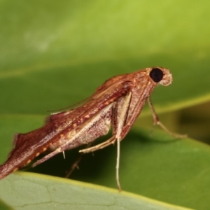 Endotricha pyrosalis at Melba, ACT - 2 Feb 2021