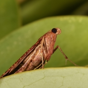 Endotricha pyrosalis at Melba, ACT - 2 Feb 2021