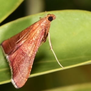 Endotricha pyrosalis at Melba, ACT - 2 Feb 2021 11:36 PM