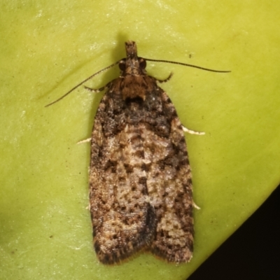 Thrincophora impletana (a Tortrix moth) at Melba, ACT - 2 Feb 2021 by kasiaaus