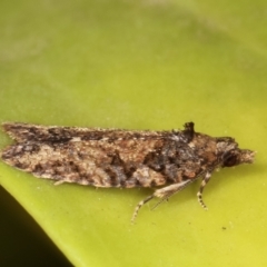 Thrincophora impletana at Melba, ACT - 2 Feb 2021 11:37 PM