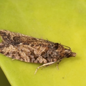 Thrincophora impletana at Melba, ACT - 2 Feb 2021 11:37 PM