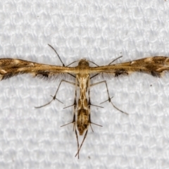 Sphenarches anisodactylus (Geranium Plume Moth) at Melba, ACT - 4 Feb 2021 by Bron