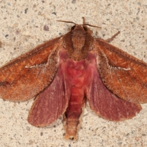 Elhamma australasiae at Melba, ACT - 2 Feb 2021 11:40 PM