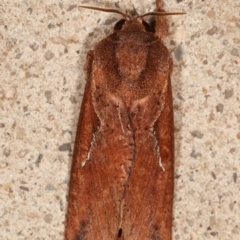 Elhamma australasiae at Melba, ACT - 2 Feb 2021 11:40 PM