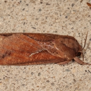 Elhamma australasiae at Melba, ACT - 2 Feb 2021 11:40 PM