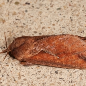 Elhamma australasiae at Melba, ACT - 2 Feb 2021 11:40 PM