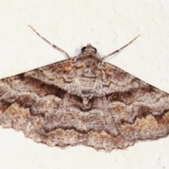 Gastrinodes bitaeniaria (Buff Bark Moth) at Melba, ACT - 3 Feb 2021 by kasiaaus