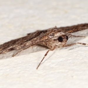 Gastrinodes bitaeniaria at Melba, ACT - 3 Feb 2021 12:51 AM