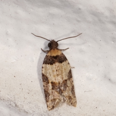 Clarana clarana (A Tortricid moth) at Melba, ACT - 3 Feb 2021 by kasiaaus