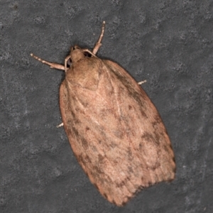 Garrha (genus) at Melba, ACT - 5 Feb 2021