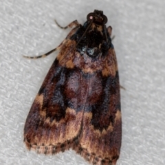 Araeopaschia undescribed spANIC19 (A Pyralid moth) at Melba, ACT - 7 Feb 2021 by Bron