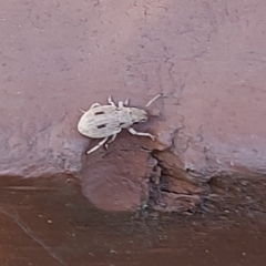 Eurymetopus birabeni (Weevil) at Kambah, ACT - 7 Feb 2021 by GirtsO